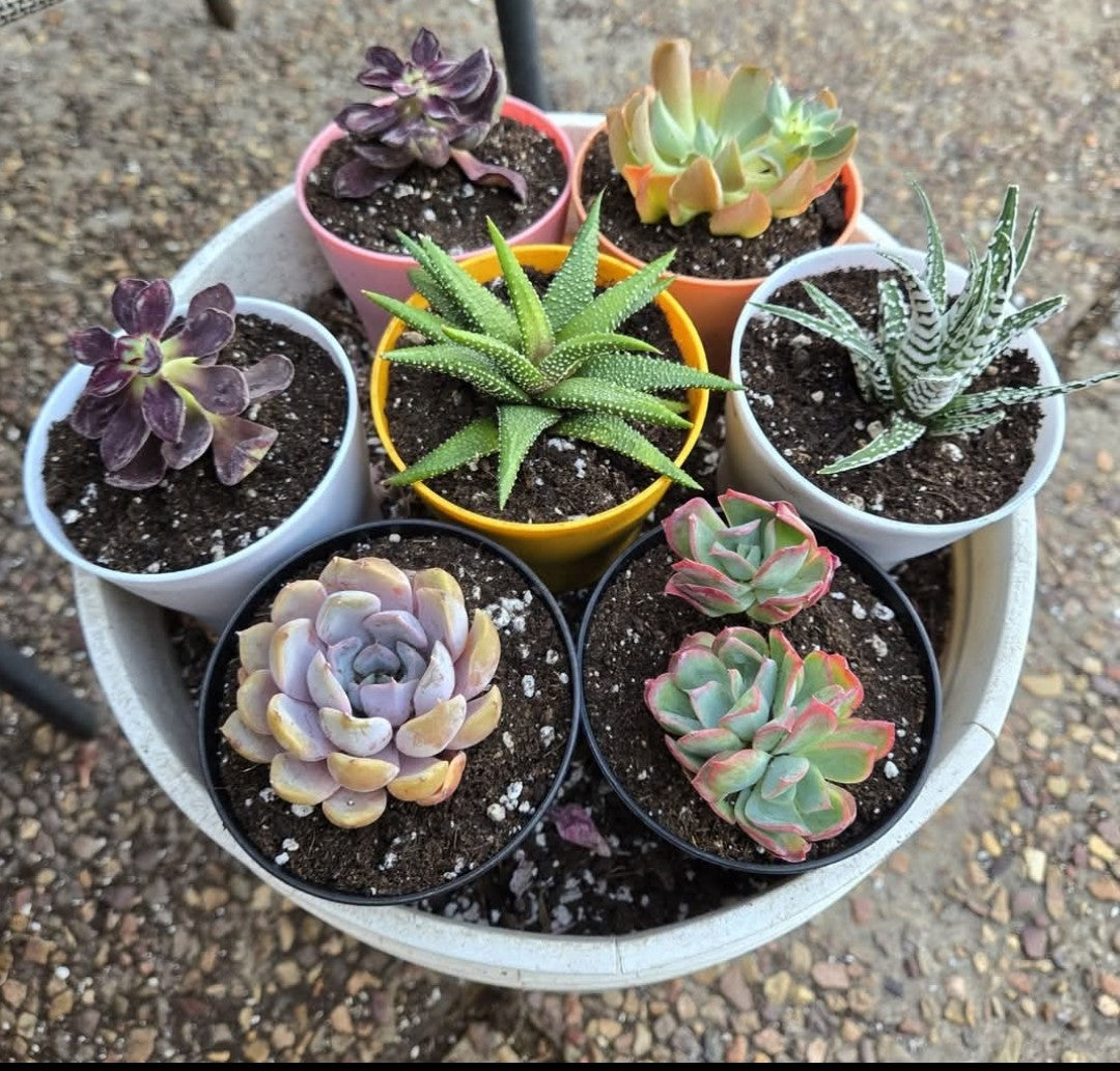 Succulents