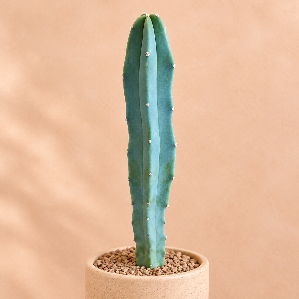 Blue Myrtle - Myrtillocactus geometrizans