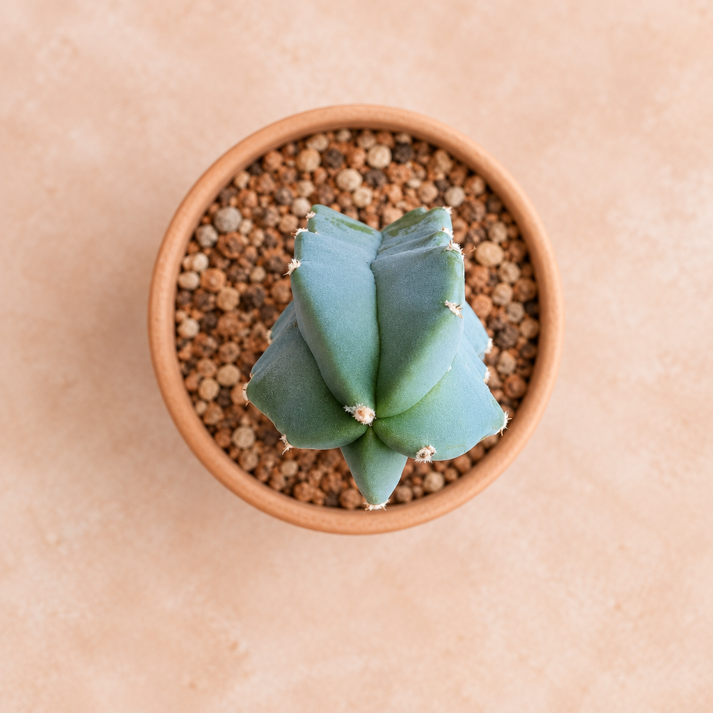 Blue Myrtle - Myrtillocactus geometrizans