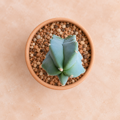 Blue Myrtle - Myrtillocactus geometrizans