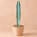 Blue Myrtle - Myrtillocactus geometrizans