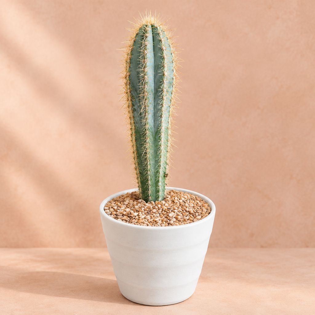 Blue Torch Cactus - Pilosocereus pachycladus