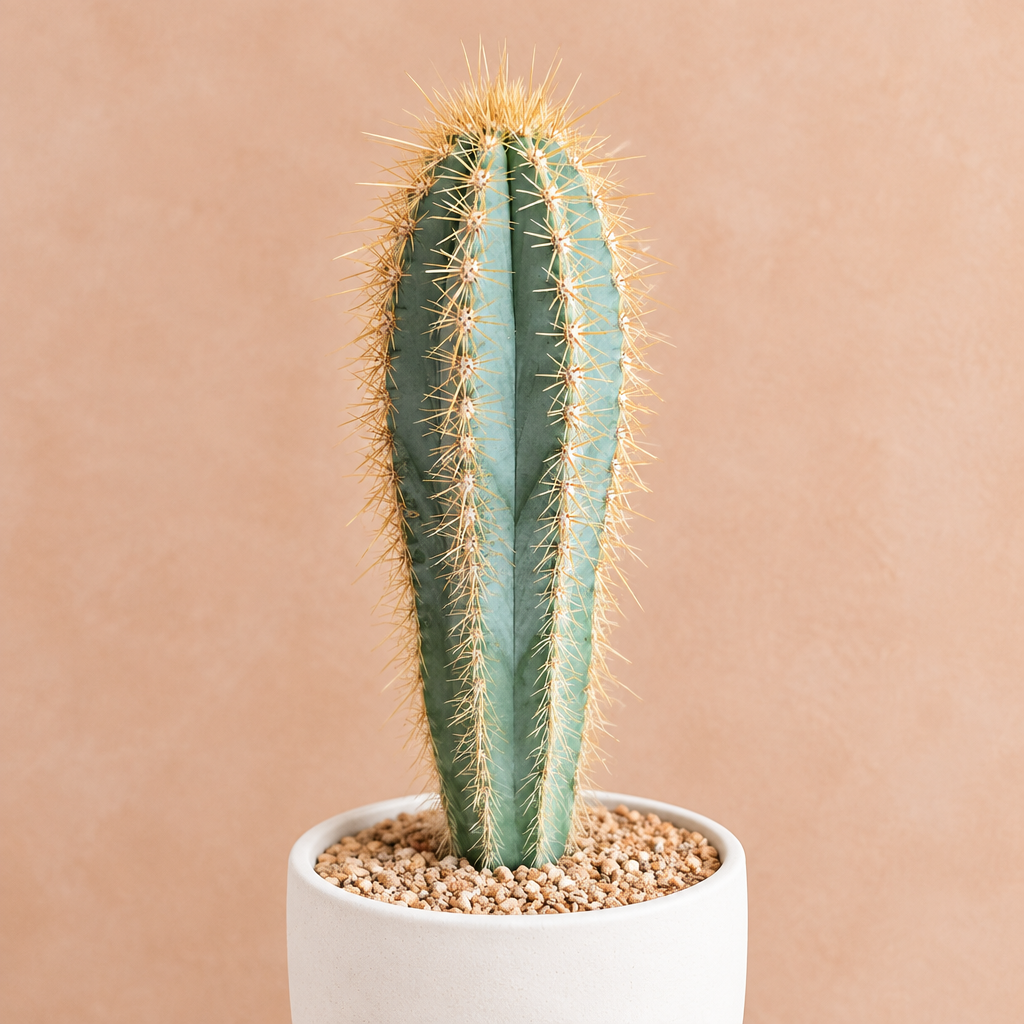 Blue Torch Cactus - Pilosocereus pachycladus