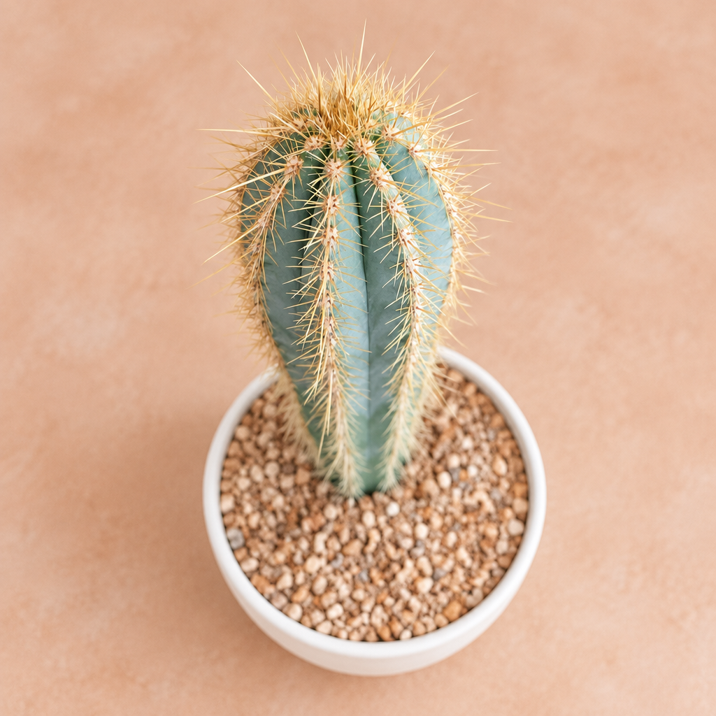 Blue Torch Cactus - Pilosocereus pachycladus