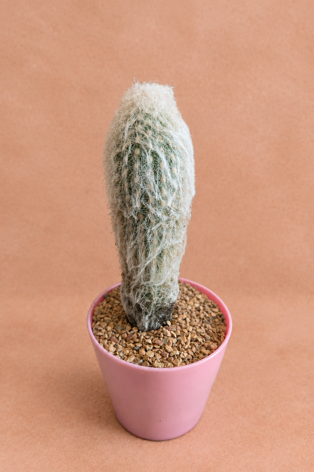 Peruvian Old Man - Espostoa lanata