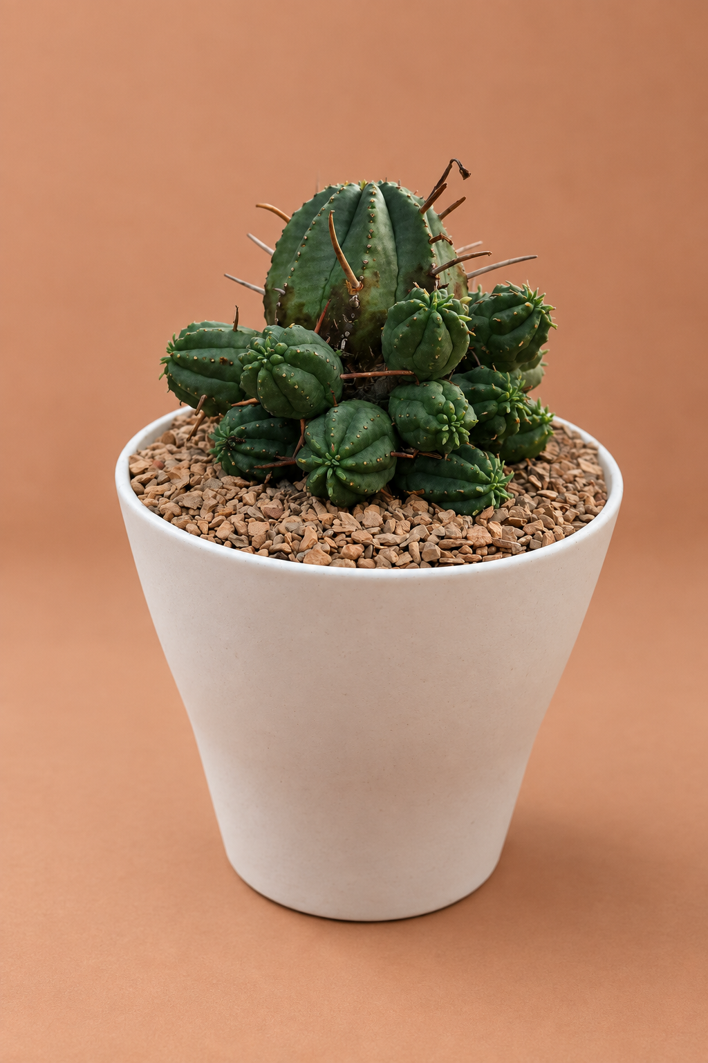 Euphorbia Ferox Hybrids