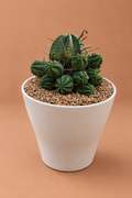 Euphorbia Ferox Hybrids