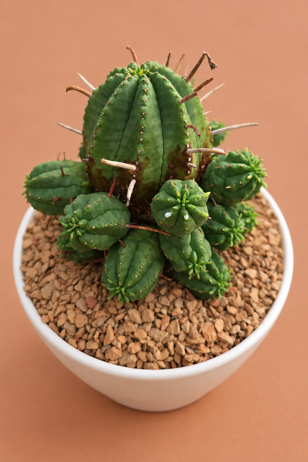 Euphorbia Ferox Hybrids