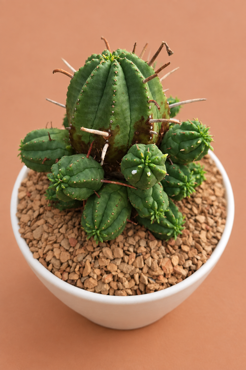 Euphorbia Ferox Hybrids