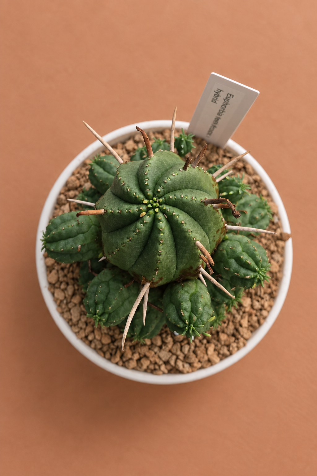 Euphorbia Ferox Hybrids