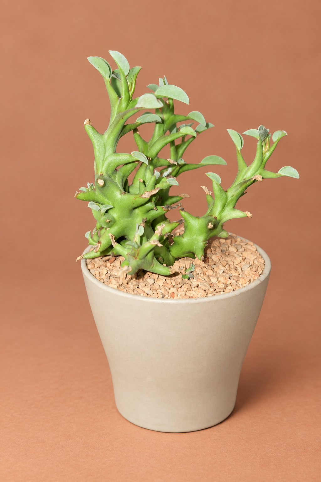 Euphorbia Hamata