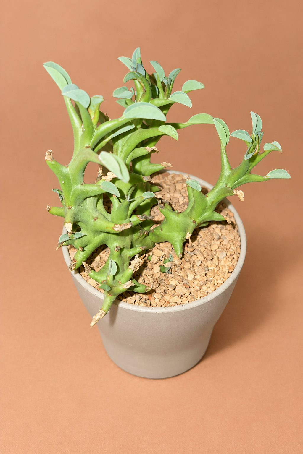 Euphorbia Hamata