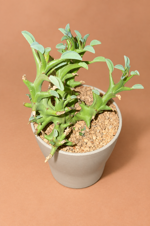 Euphorbia Hamata