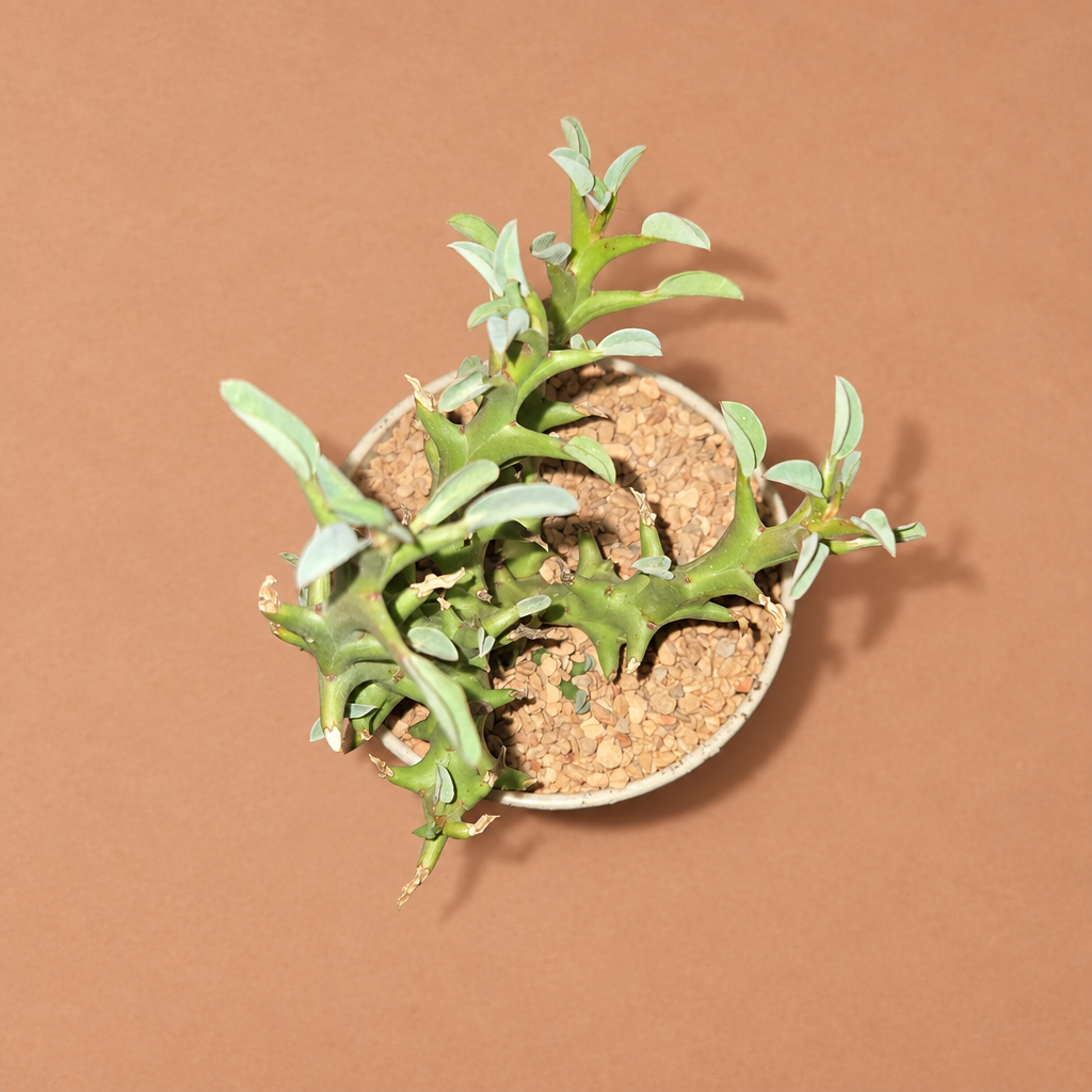 Euphorbia Hamata