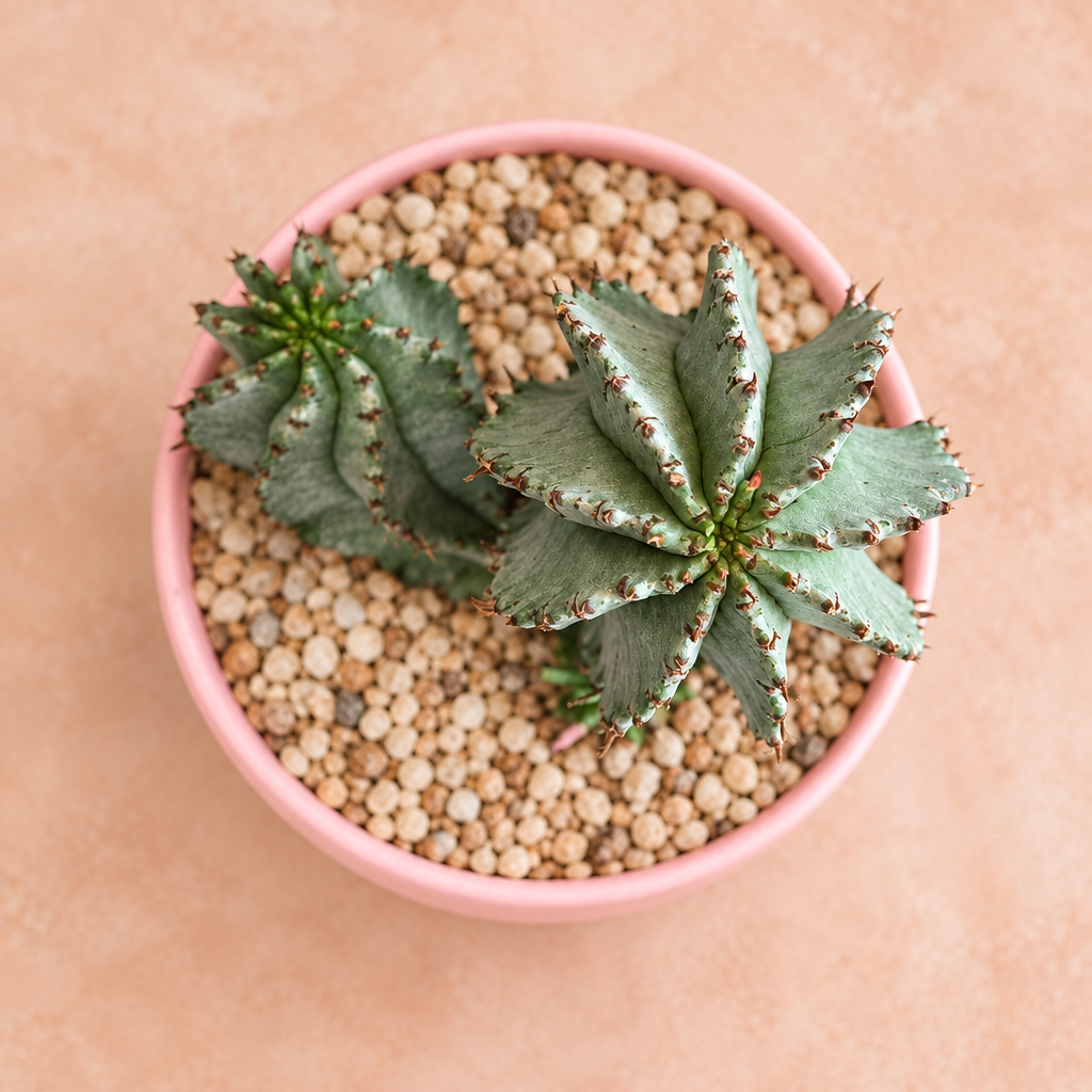 Euphorbia Horrida