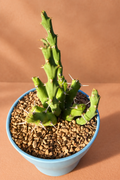 Euphorbia Laikipiensis