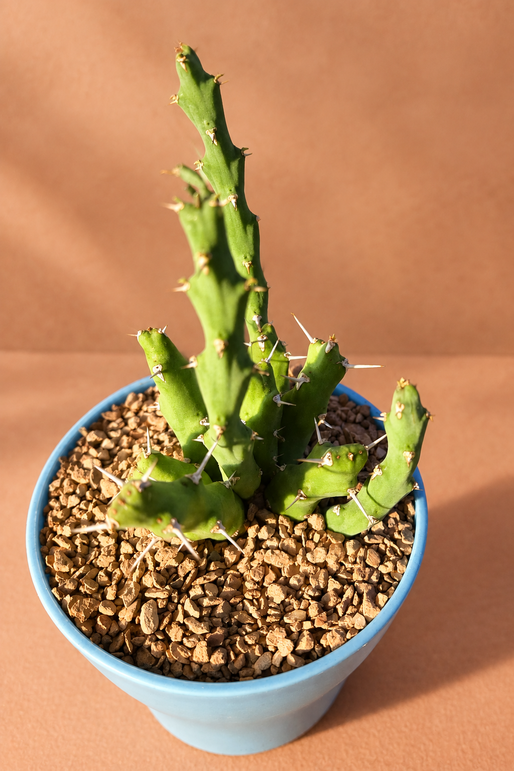 Euphorbia Laikipiensis
