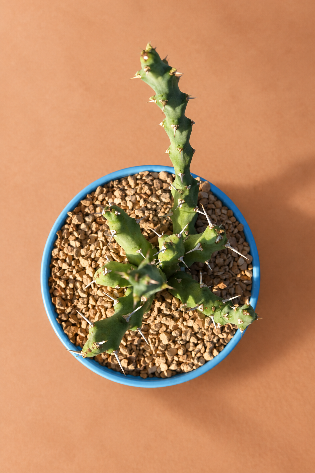 Euphorbia Laikipiensis