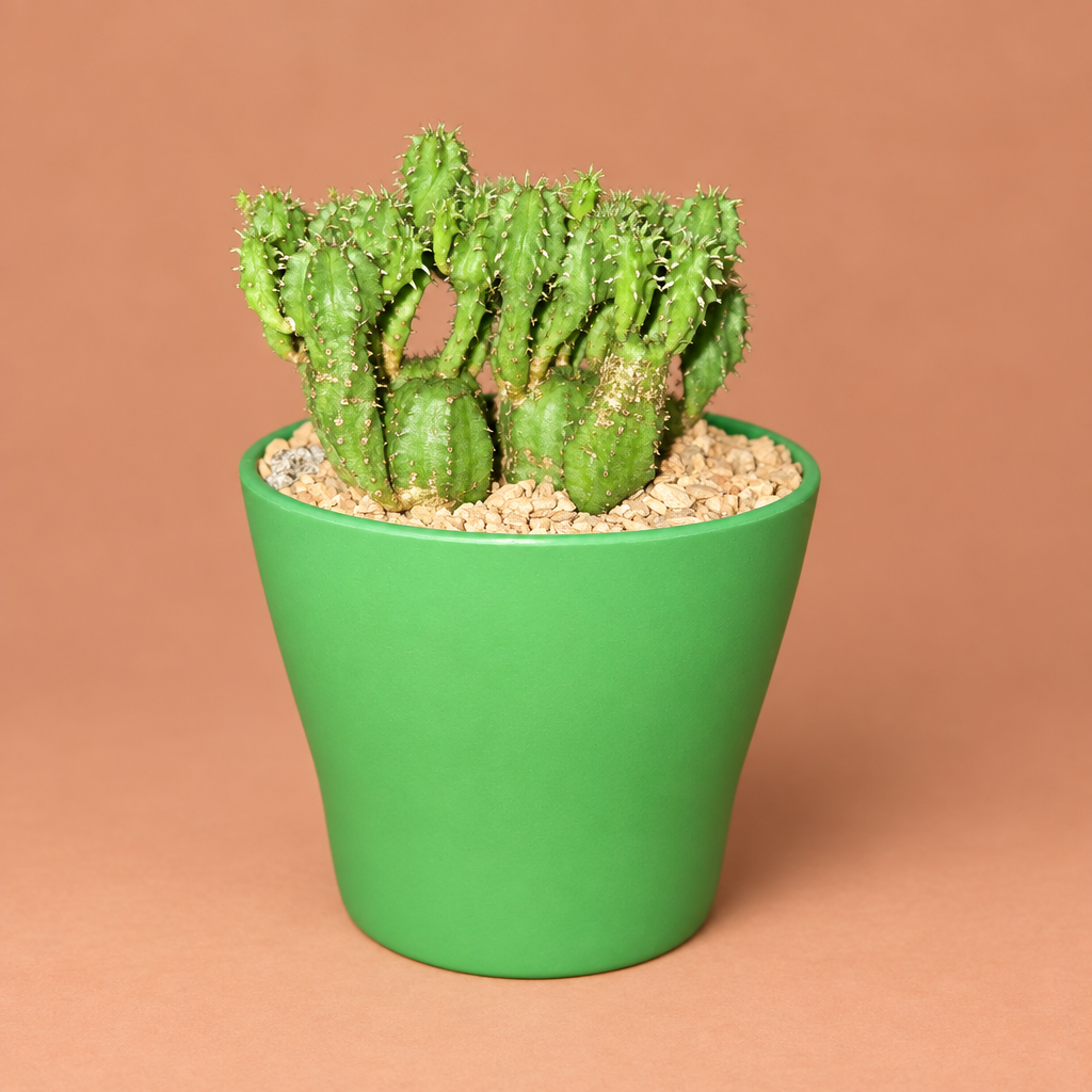 Euphorbia Submammillaris