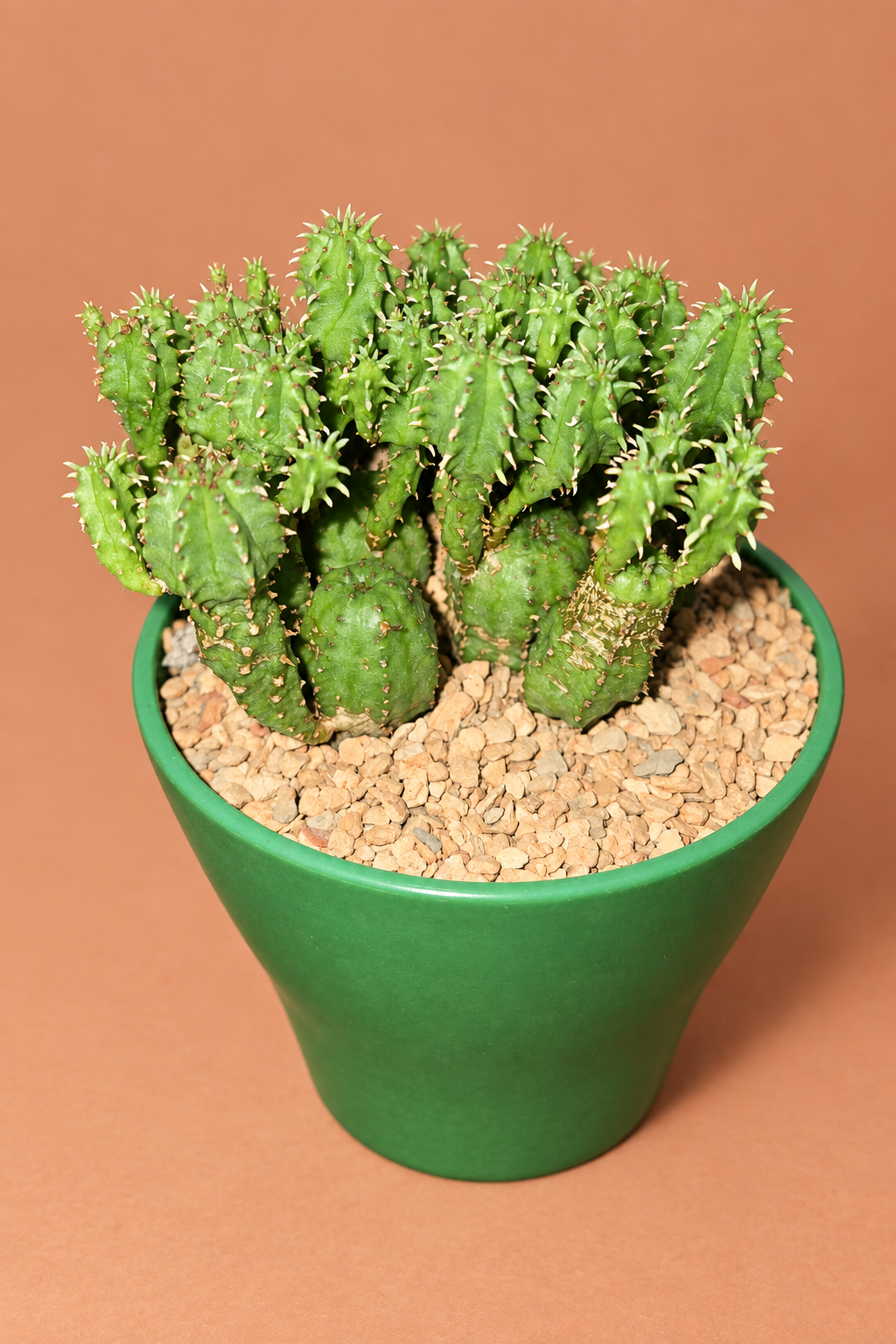 Euphorbia Submammillaris