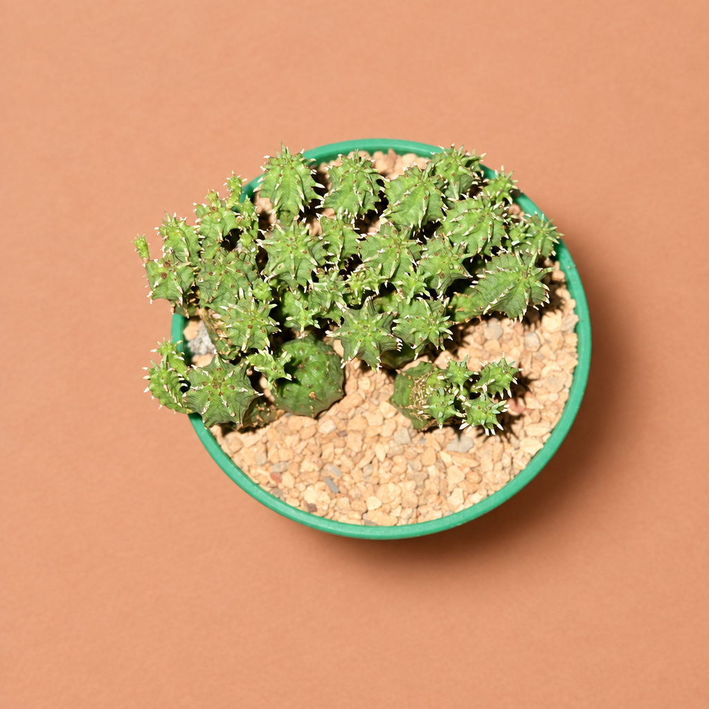 Euphorbia Submammillaris