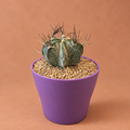 Goat Horn - Astrophytum capricorne