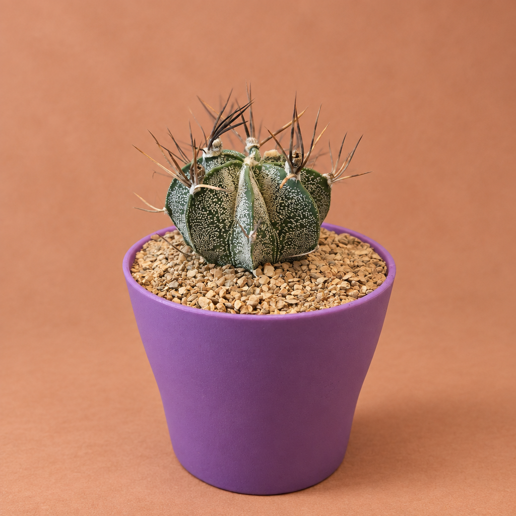 Goat Horn - Astrophytum capricorne