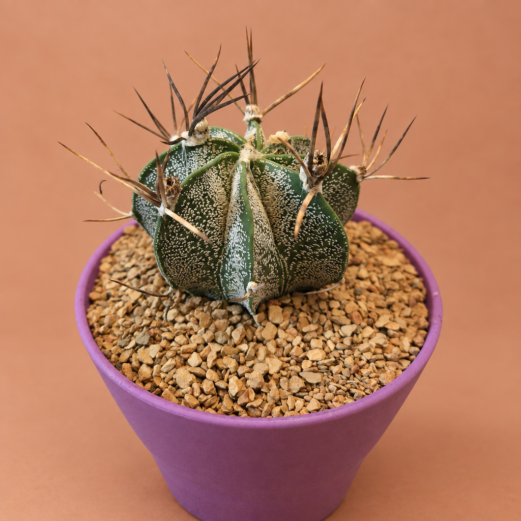 Goat Horn - Astrophytum capricorne