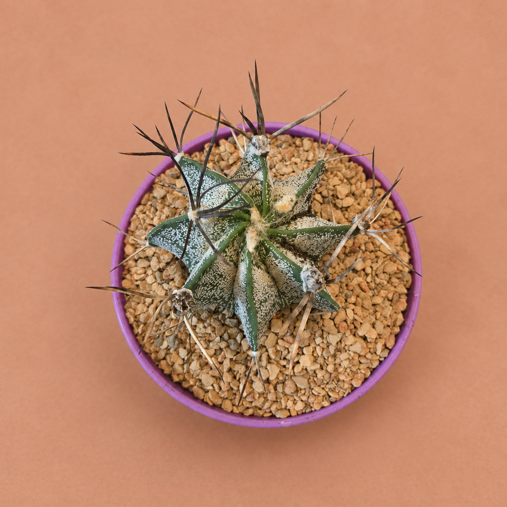Goat Horn - Astrophytum capricorne