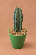 Gray Ghost Organ Pipe - Stenocereus pruinosus