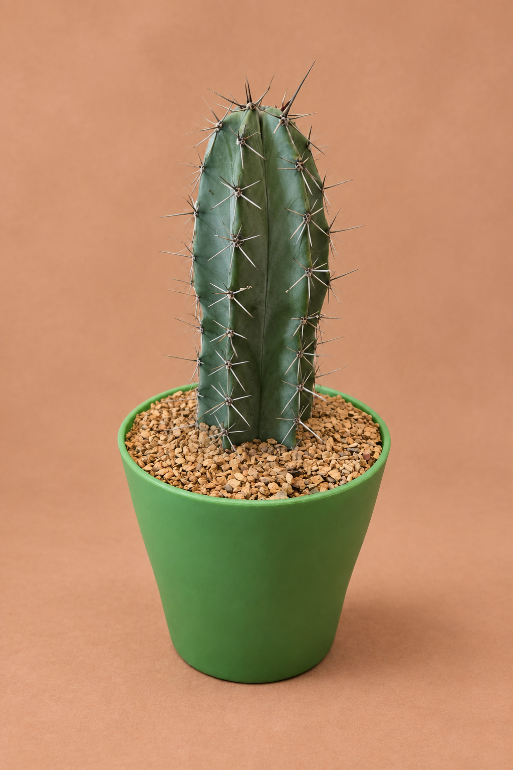 Gray Ghost Organ Pipe - Stenocereus pruinosus
