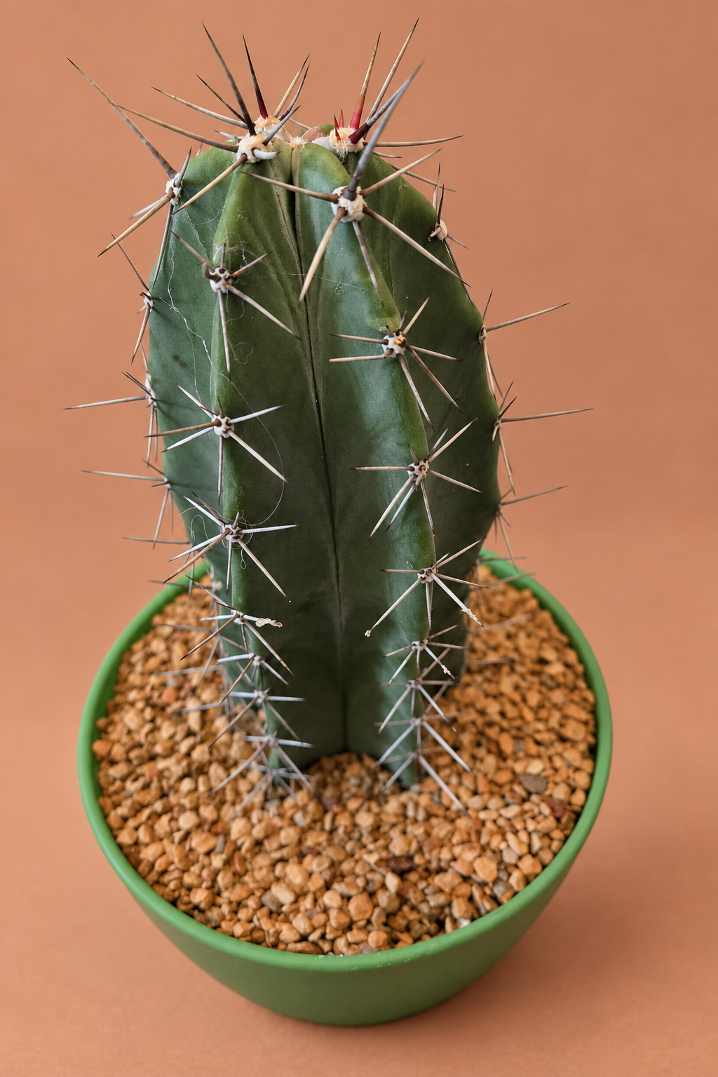 Gray Ghost Organ Pipe - Stenocereus pruinosus