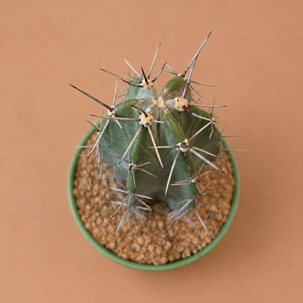 Gray Ghost Organ Pipe - Stenocereus pruinosus