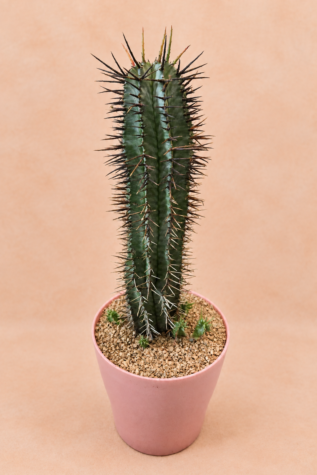 Euphorbia Horrida
