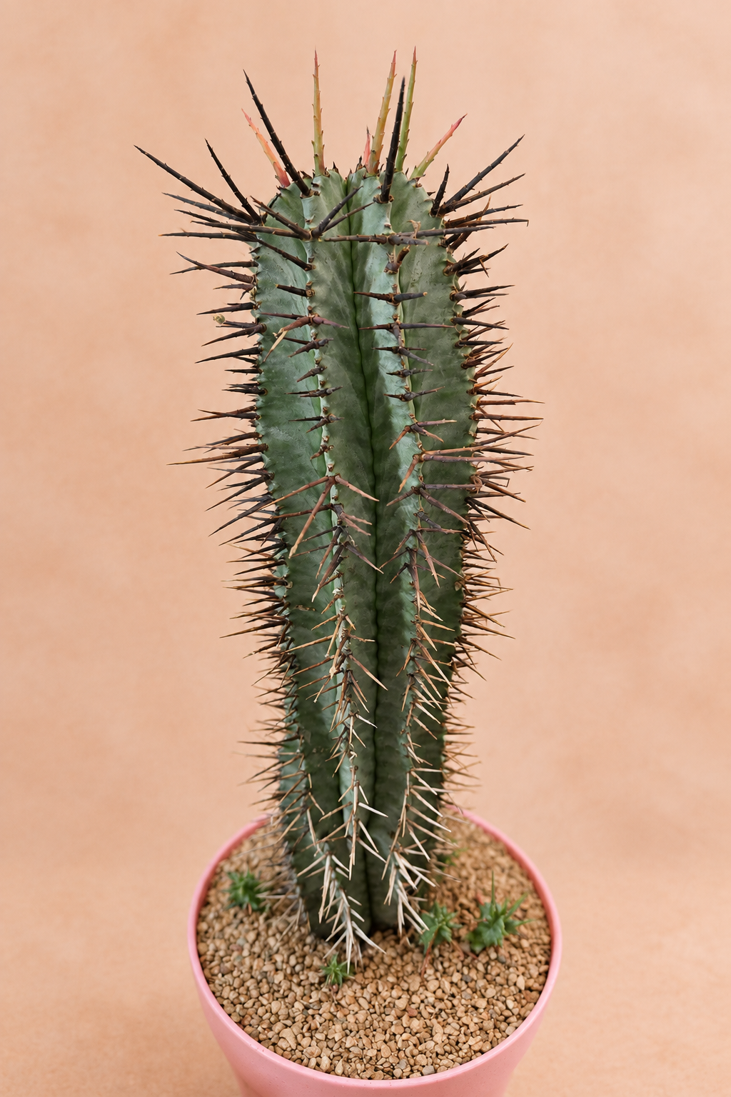 Euphorbia Horrida