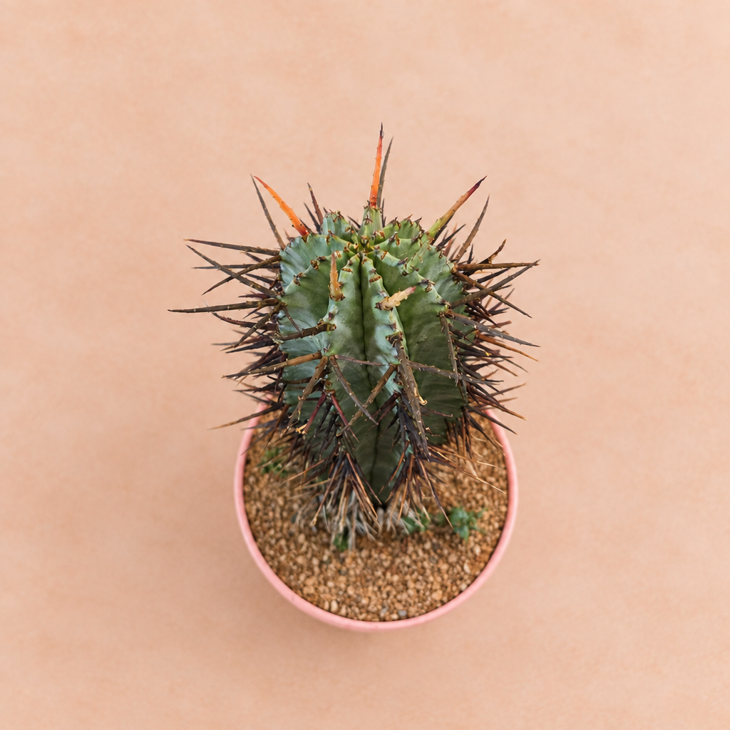Euphorbia Horrida