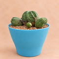 Euphorbia obesa