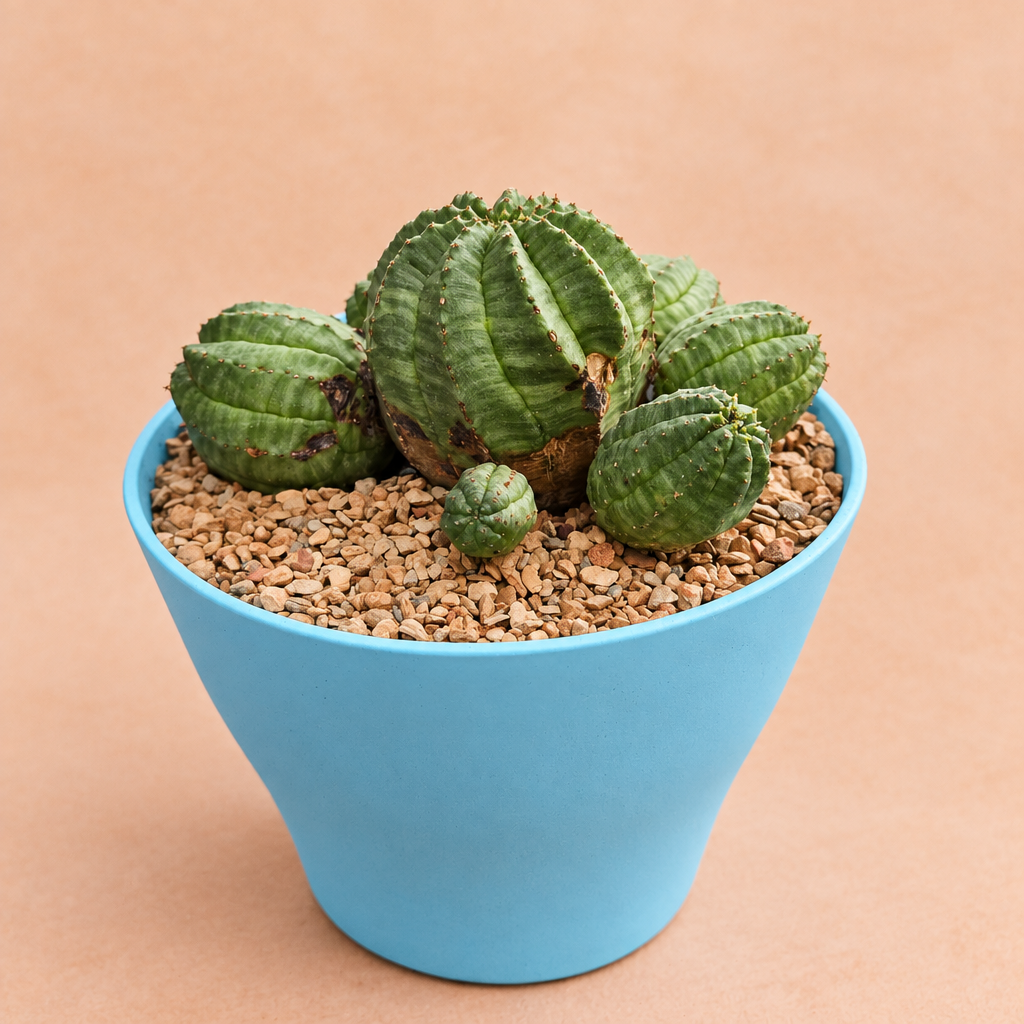 Euphorbia obesa