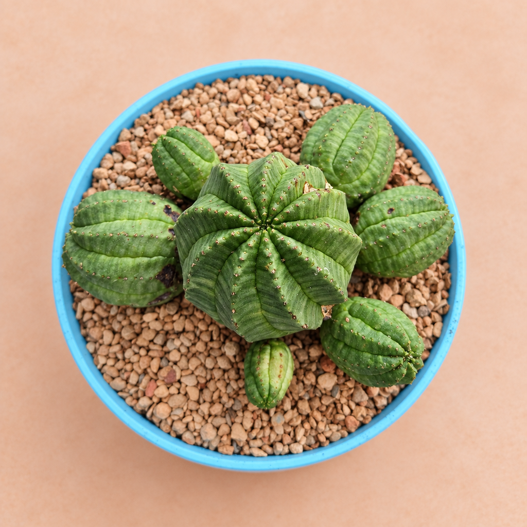 Euphorbia obesa