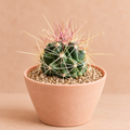 Fish Hook - Ferocactus hamatacanthus