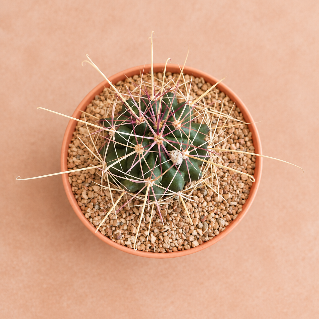 Fish Hook - Ferocactus hamatacanthus