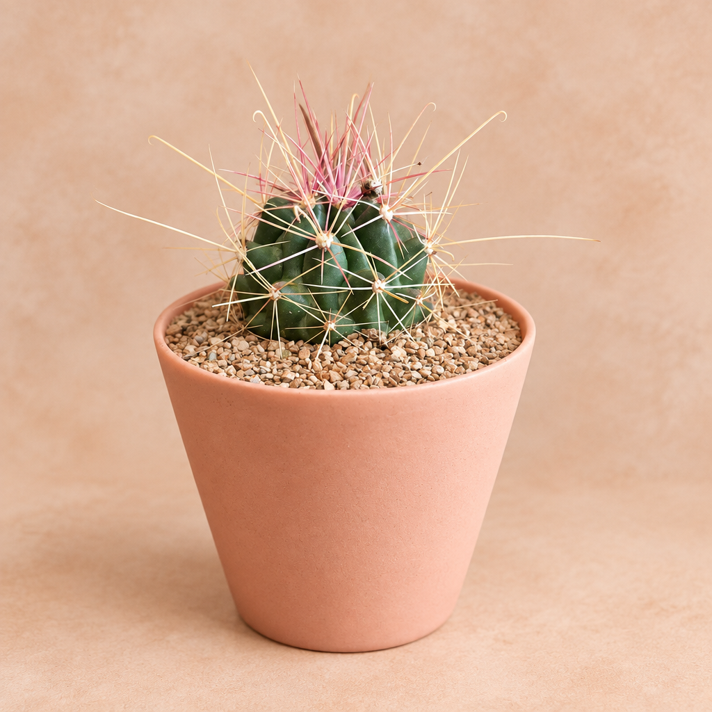 Fish Hook - Ferocactus hamatacanthus