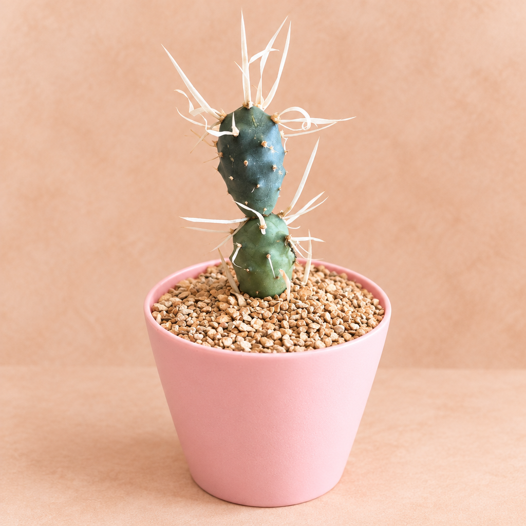 Paper Spine - Tephrocactus articulatus