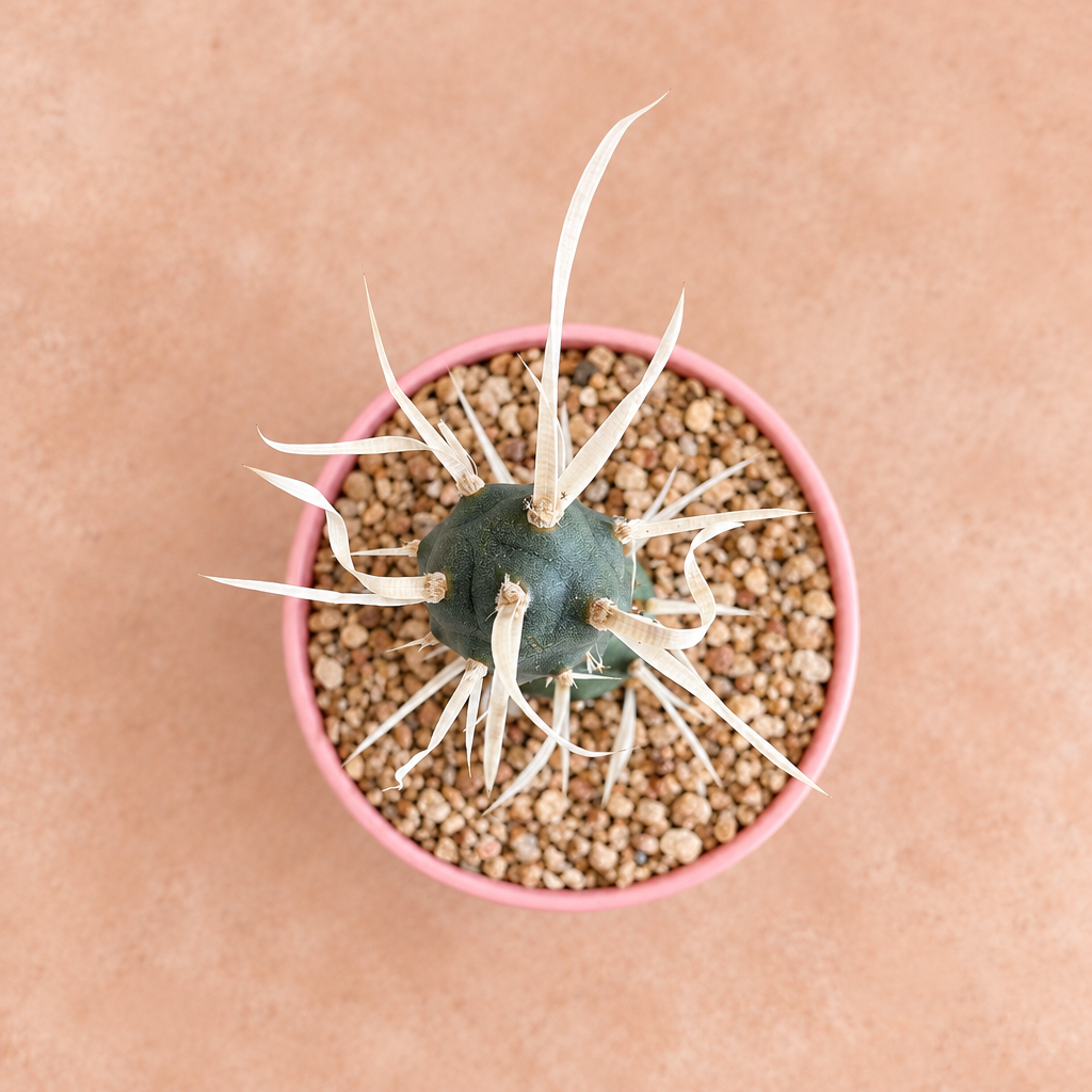 Paper Spine - Tephrocactus articulatus