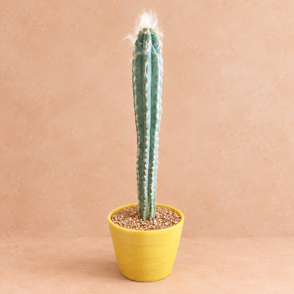Woolly Torch Cactus - Pilosocereus leucocephalus