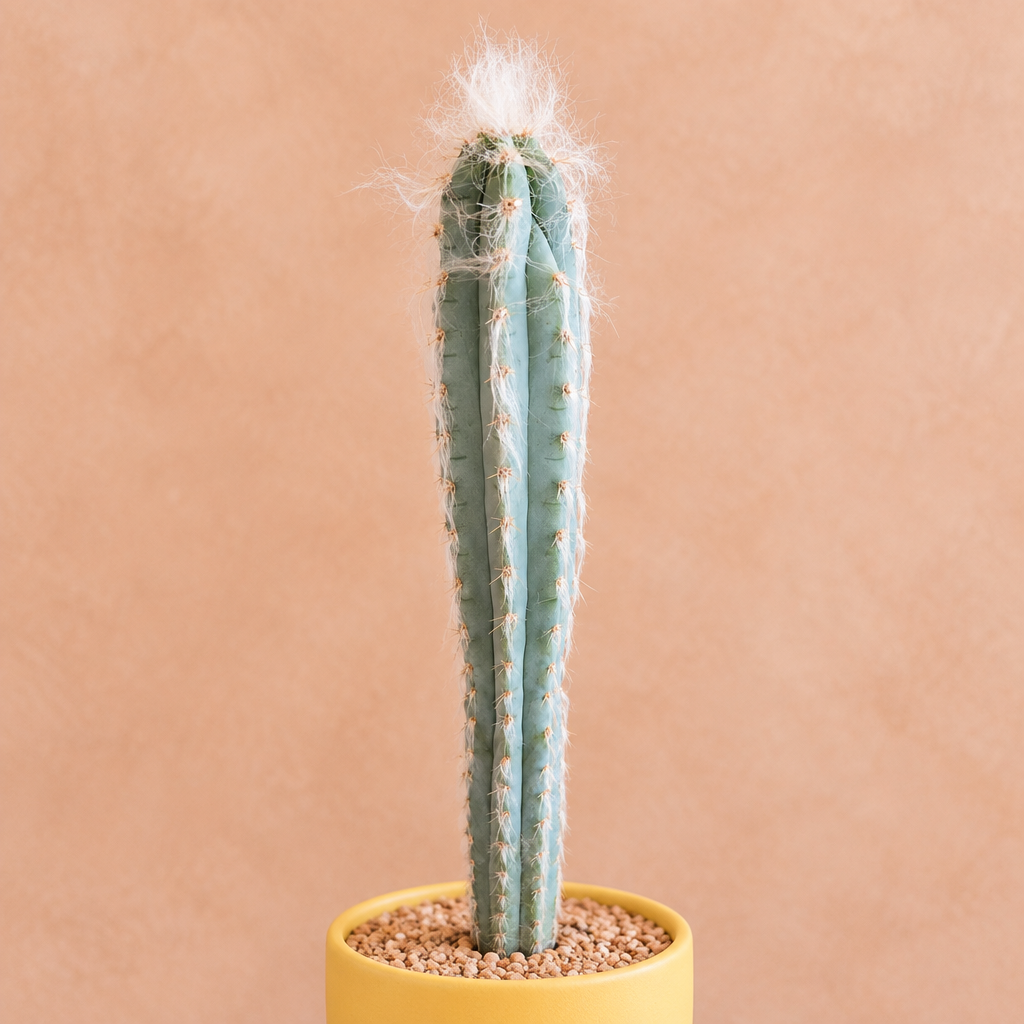 Woolly Torch Cactus - Pilosocereus leucocephalus