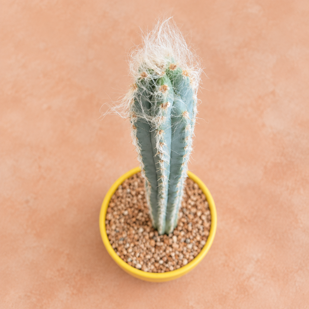 Woolly Torch Cactus - Pilosocereus leucocephalus