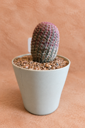 Rainbow Hedgehogs - Echinocereus rigidissimus