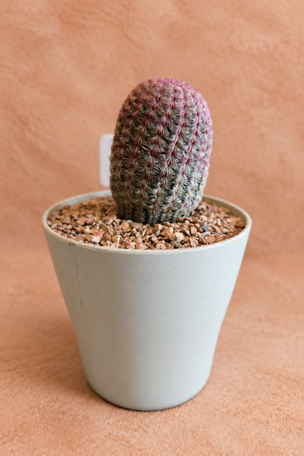 Rainbow Hedgehogs - Echinocereus rigidissimus