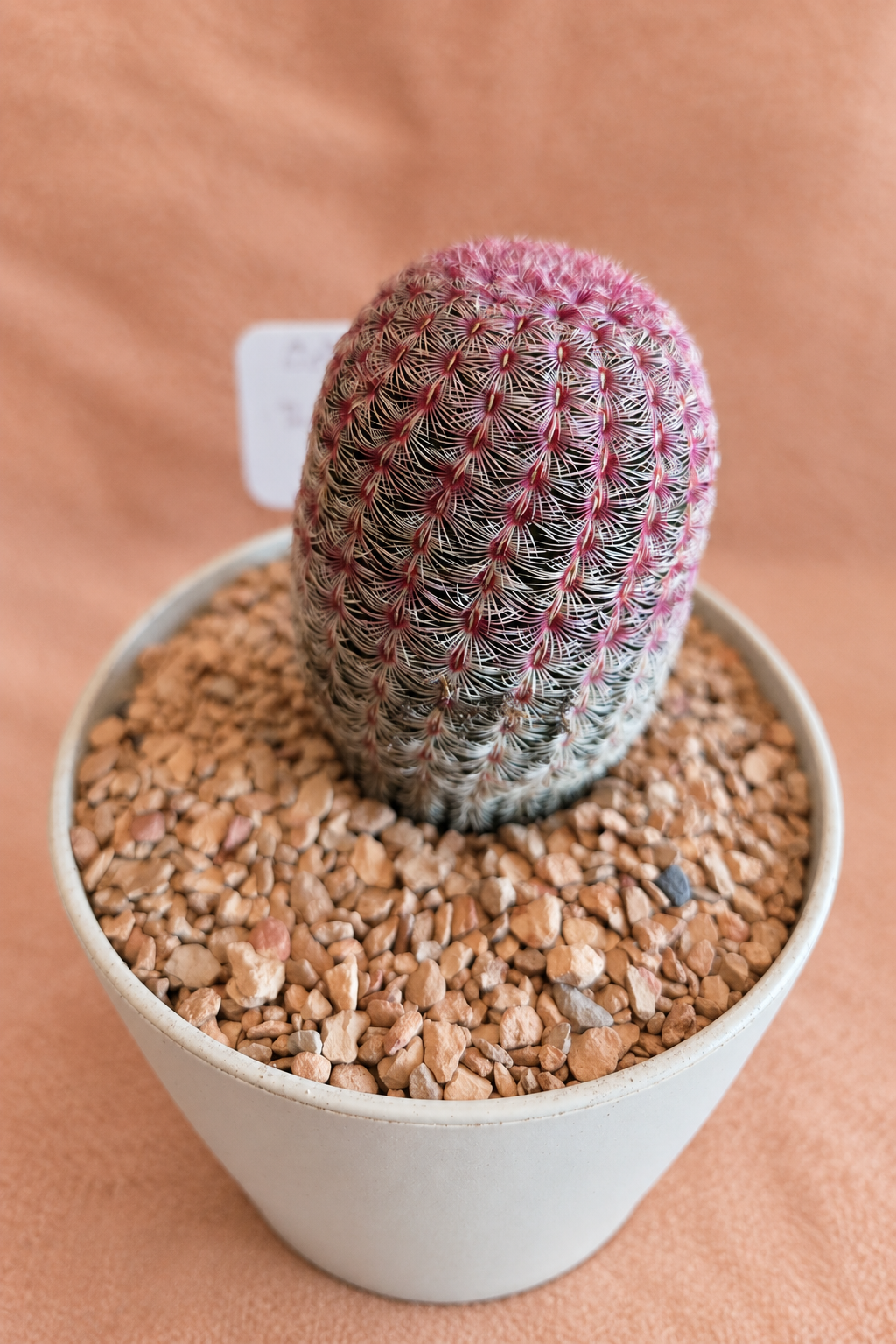Rainbow Hedgehogs - Echinocereus rigidissimus